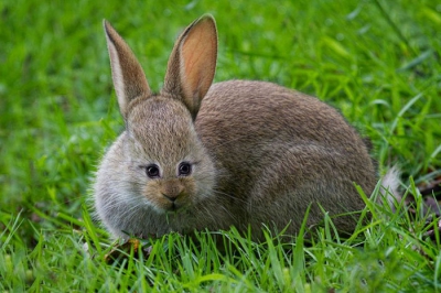 Zece animale cu adevărat deosebite. Nu te vei putea opri din râs uitându-te la ele 