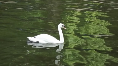 BIZAR! Un bărbat a intrat complet gol în Lacul Herăstrău pentru a prinde o lebădă. Deznodământul?