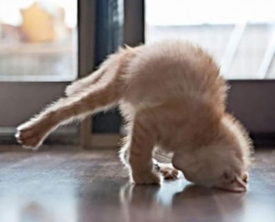 De tot râsul. 15 animale care fac yoga mai bine decât oamenii