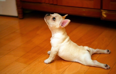 De tot râsul. 15 animale care fac yoga mai bine decât oamenii