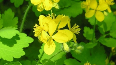 Rostopasca, planta care te ajută în peste 150 de afecţiuni. Vindecă bolile de ficat şi cancerul