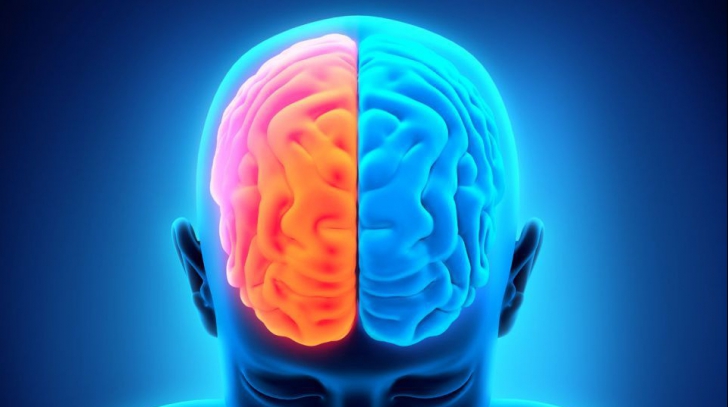 Care este diferenţa dintre emisfera stângă şi emisfera dreaptă a creierului