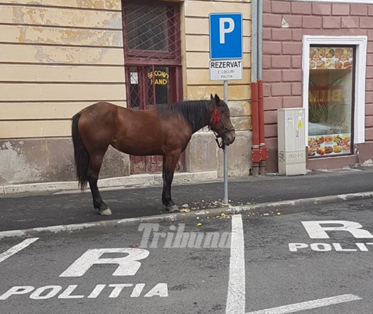 Scenele care au uimit un oraş întreg: un cal s-a plimbat nestingherit în centrul Sibiului