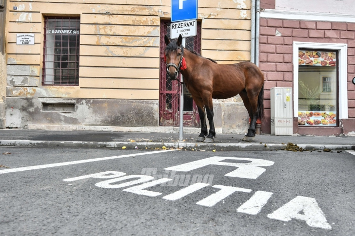 Scenele care au uimit un oraş întreg: un cal s-a plimbat nestingherit în centrul Sibiului