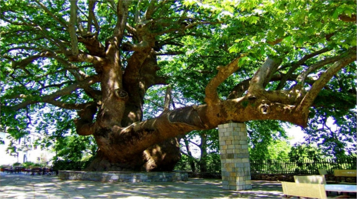Copac de 1.000 de ani