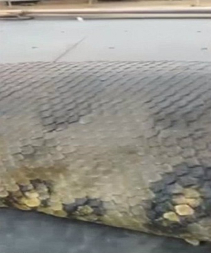 Descoperire-ŞOC. Cum arată anaconda lungă de 10 metri şi care cântăreşte 400 kg