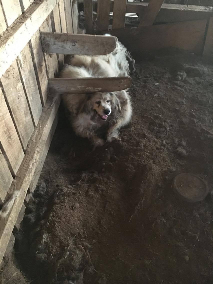 Au găsit un câine legat într-un hambar. După ce l-au tuns, a pierdut 15 kg şi e de nerecunoscut