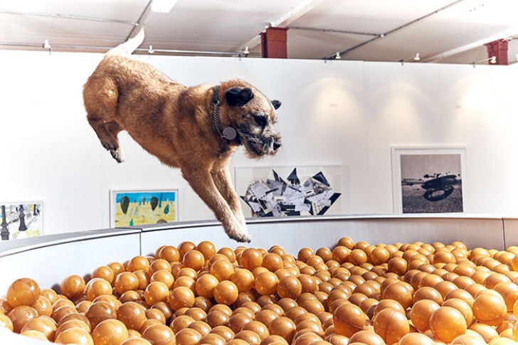 S-a deschis prima expoziție de artă pentru câini. Imaginile fac furori pe Internet