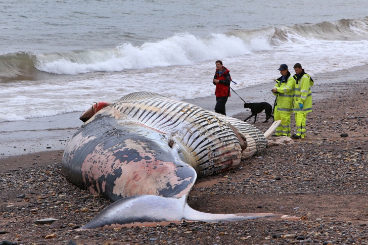 Autorităţile sunt în alertă! O balenă uriaşă eşuată ar putea exploda 