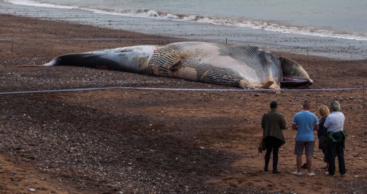 Autorităţile sunt în alertă! O balenă uriaşă eşuată ar putea exploda 