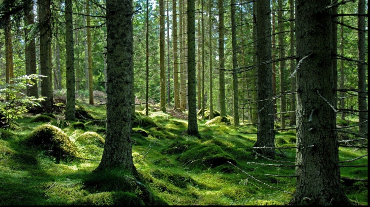 RAPORT Ce s-a întâmplat cu suprafața pădurilor din România în ultimii 25 de ani 