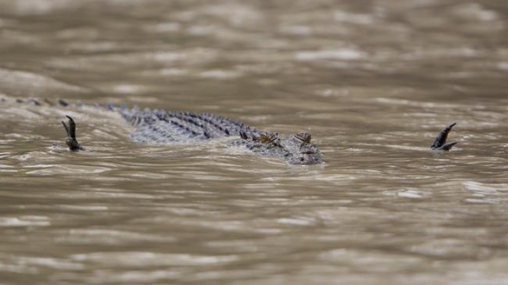 Cum a fost surprins un crocodil care îşi vâna prada: e prima dată în lume când se întâmplă asta!