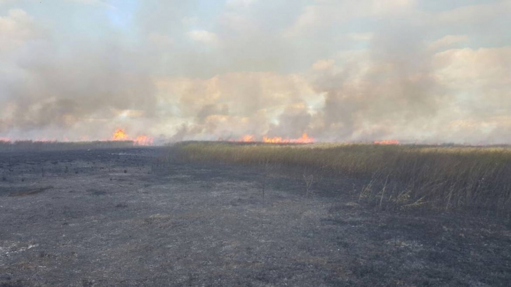 Incendiu de proporţii în Rezervaţia Delta Dunării. 70 de hectare de vegetaţie, afectate