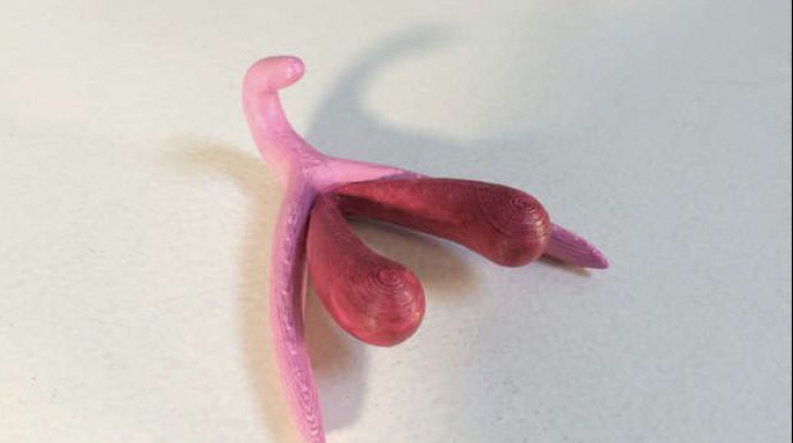 Acesta este primul organ sexual proiectat de o imprimantă 3D! Copiii din Franța învață pe el