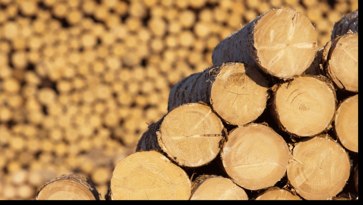 Austriecii din industria lemnului reacționează: Agenții verzi, acuzați de manipulare
