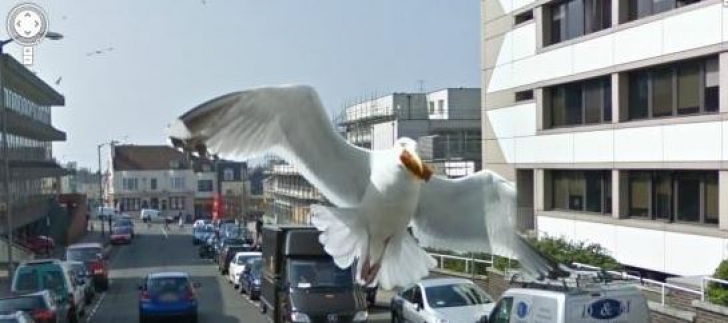11 cele mai amuzante animale surprinse pe harta Google Street View