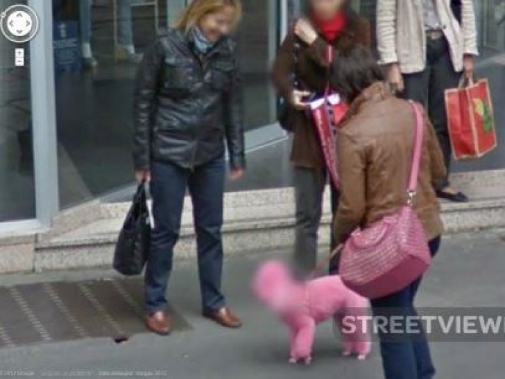 11 cele mai amuzante animale surprinse pe harta Google Street View