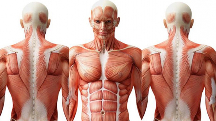 Top 10 organe ''inutile'' din corpul omenesc