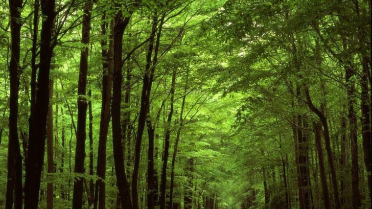 Proprietarii de păduri: Tema tăierilor ilegale, acțiune populistă menită să distrugă industria