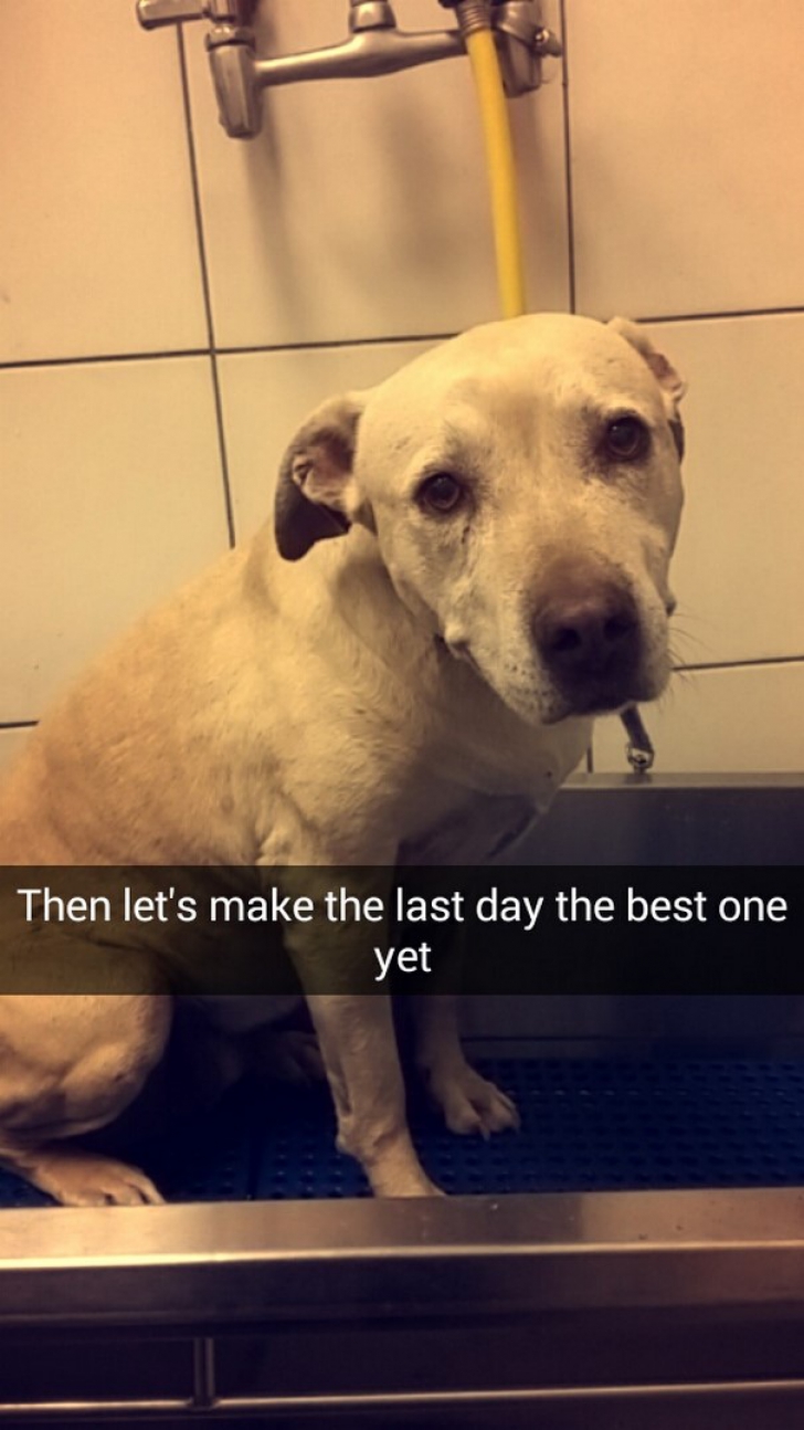 Emoţionant. A surprins în imagini ultima zi din viaţa câinelui său înainte să îl eutanasieze