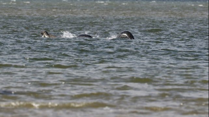 Un fotograf a surprins cea mai clară imagine cu monstrul din Loch Ness. Cum arată, de fapt