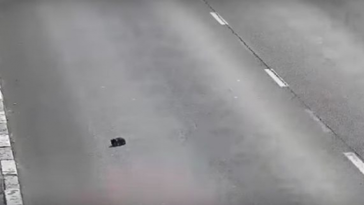 Un pui de pisică ajunge în mijlocul unei autostrăzi printre maşini. Ce a urmat este fantastic 