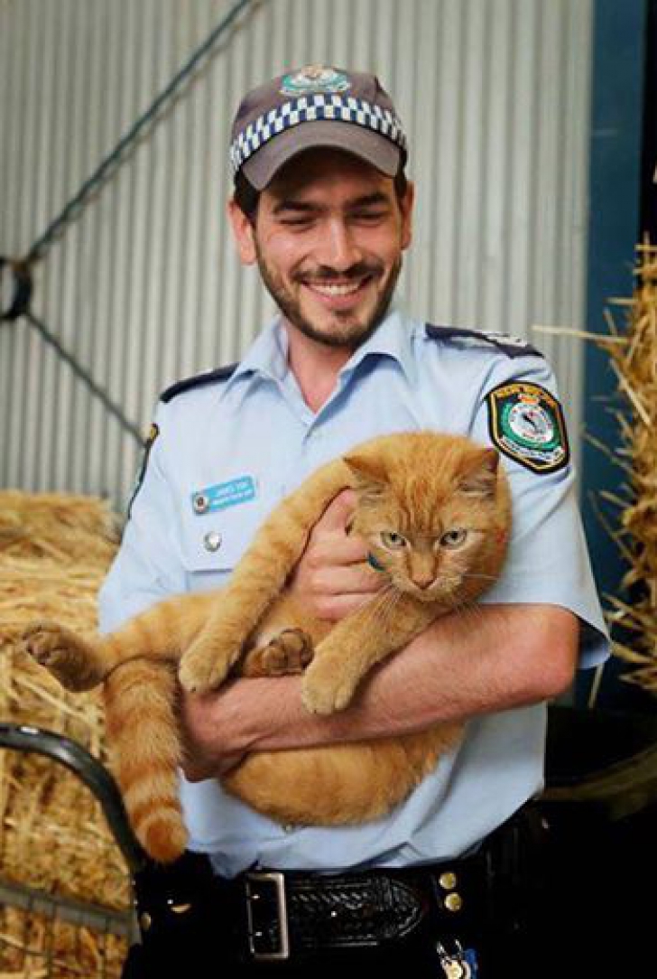 Un motan a ajuns poliţist în Australia. Ce trebuie să facă în fiecare zi