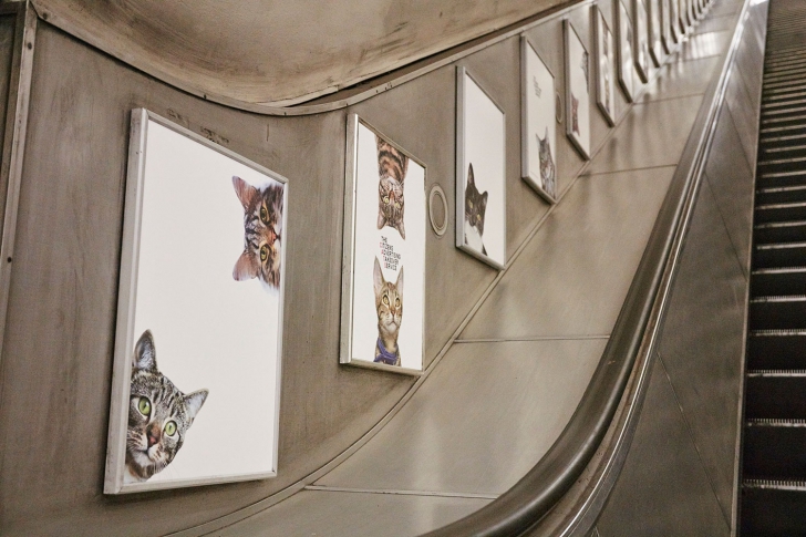 INVAZIE de pisici la metroul din Londra. Oamenii au rămas uimiţi Cum se poate aşa ceva?