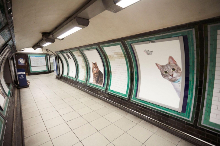 INVAZIE de pisici la metroul din Londra. Oamenii au rămas uimiţi Cum se poate aşa ceva?