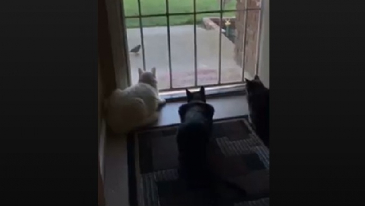 Cel mai amuzant moment: ce păţesc trei pisici concentrate pe ţopăitul unei vrăbii 