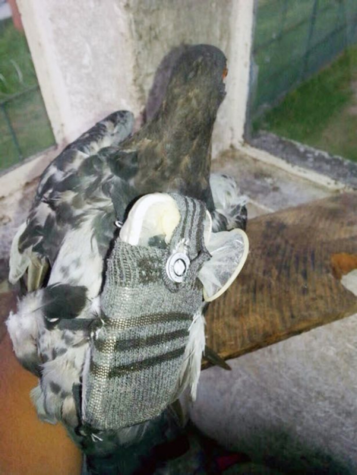 Paznicii au prins un porumbel lângă gardul închisorii. Când au văzut ce avea lipit de corp au amuțit