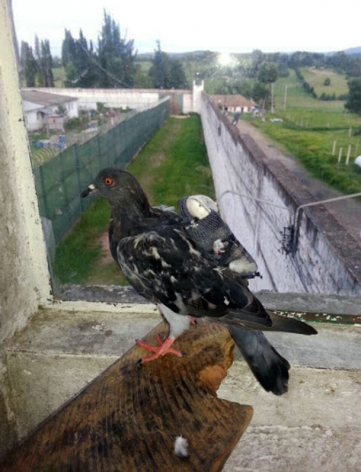 Paznicii au prins un porumbel lângă gardul închisorii. Când au văzut ce avea lipit de corp au amuțit