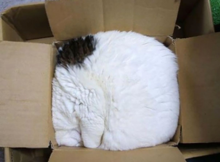 15 fotografii care dovedesc că pisicile pot dormi în absolut orice poziţie 