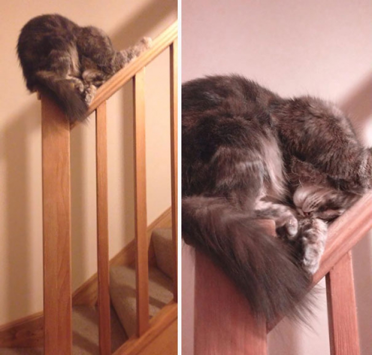 15 fotografii care dovedesc că pisicile pot dormi în absolut orice poziţie 