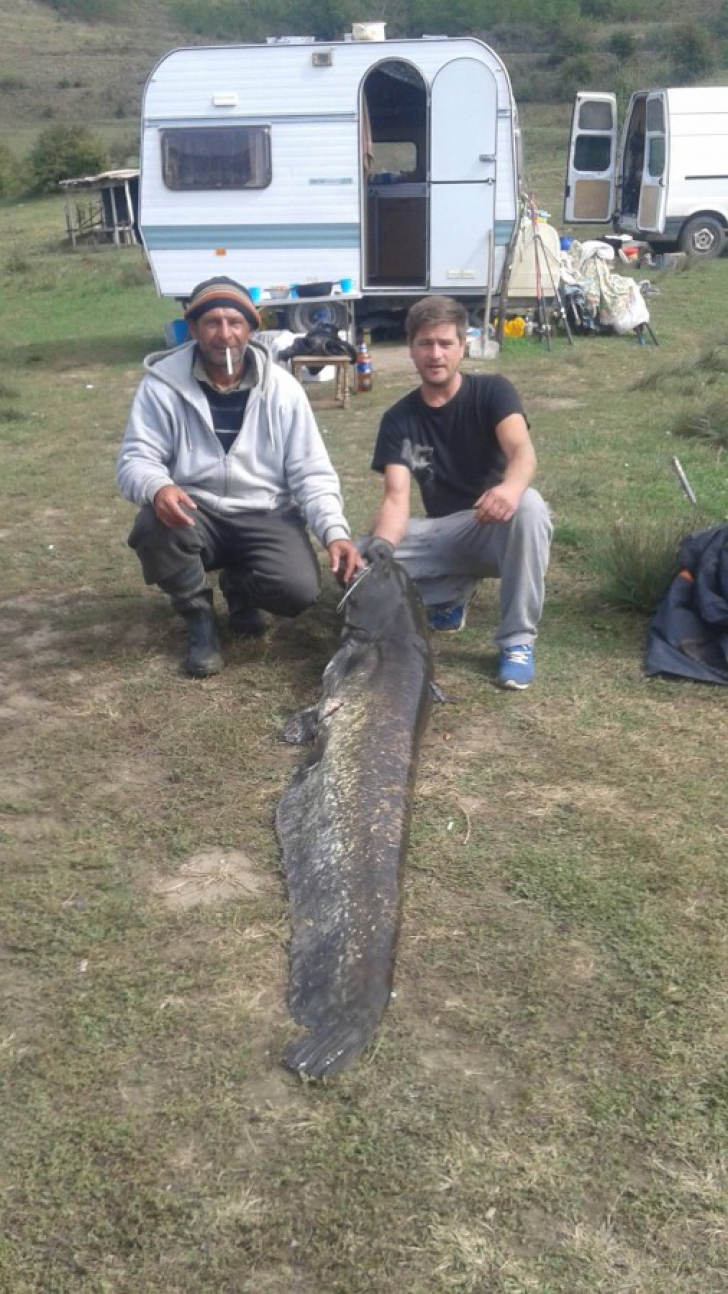 Captură uriaşă pentru doi pescari români: un somn de 69,5 kg. Unde l-au prins