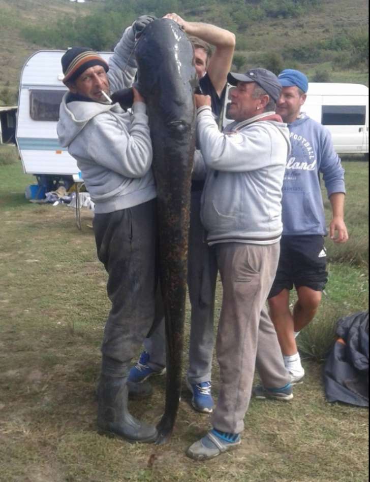 Captură uriaşă pentru doi pescari români: un somn de 69,5 kg. Unde l-au prins