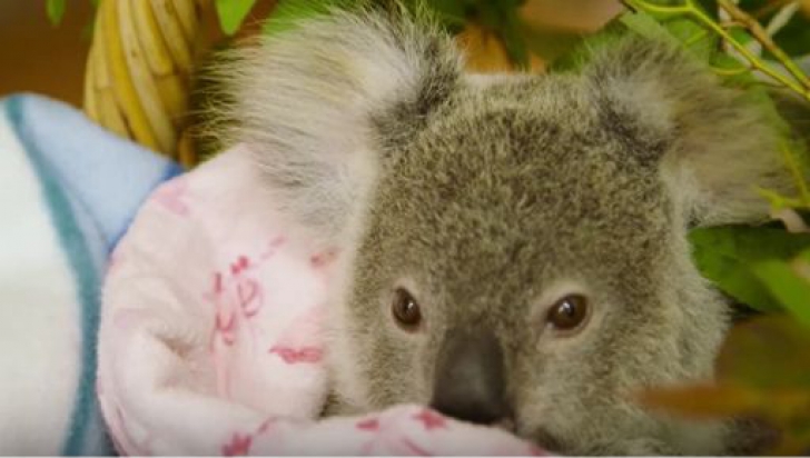 Viralul zilei! Un koala orfan se consolează cu un marsupial din pluș 
