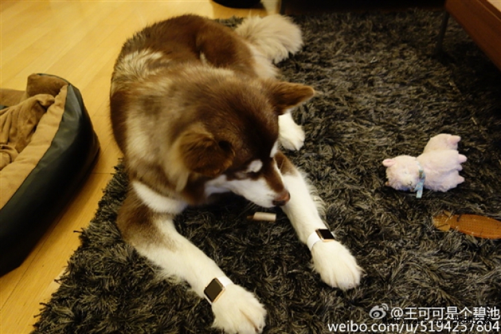 Ce a făcut fiul celui mai bogat om din China pentru câinele lui când a apărut noul iPhone 7