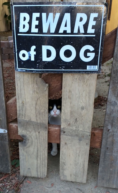Atenţie, câine rău! Cele mai amuzante poze din spatele acestui afiş folosit în toată lumea 