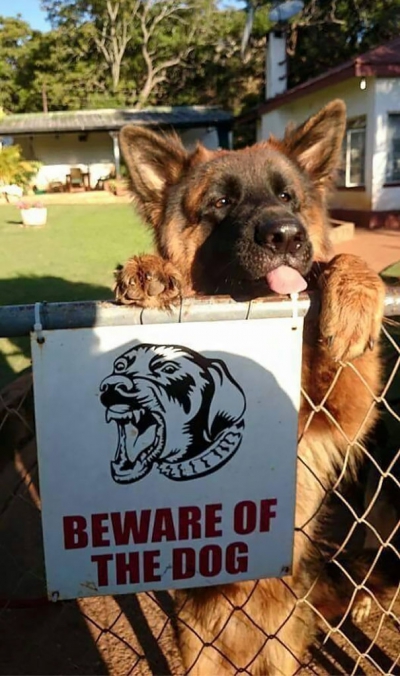 Atenţie, câine rău! Cele mai amuzante poze din spatele acestui afiş folosit în toată lumea 