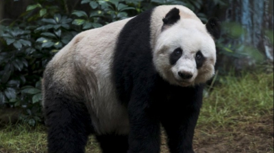 A murit cel mai longeviv urs panda gigant din lume! Jia Jia a încetat din viață la 38 de ani