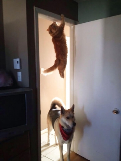Cea mai amuzantă galerie foto cu pisici: Au luat cele mai proste decizii şi au regretat imediat!