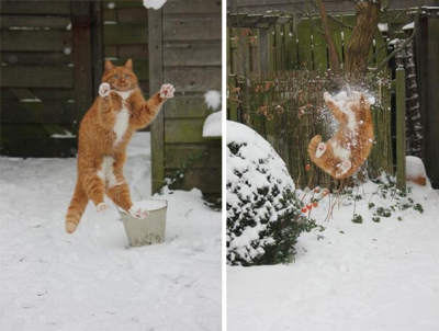 Cea mai amuzantă galerie foto cu pisici: Au luat cele mai proste decizii şi au regretat imediat!