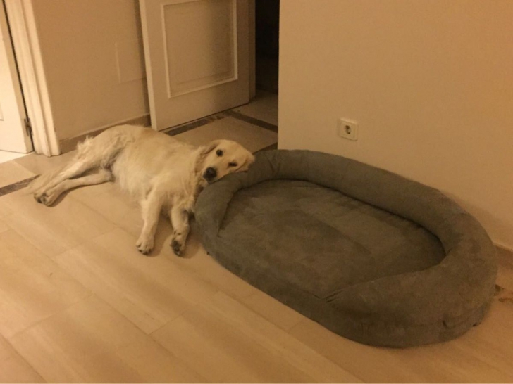 Habar nu au cum să folosească patul special pentru ei. 10 câini care-și sfidează stăpânii