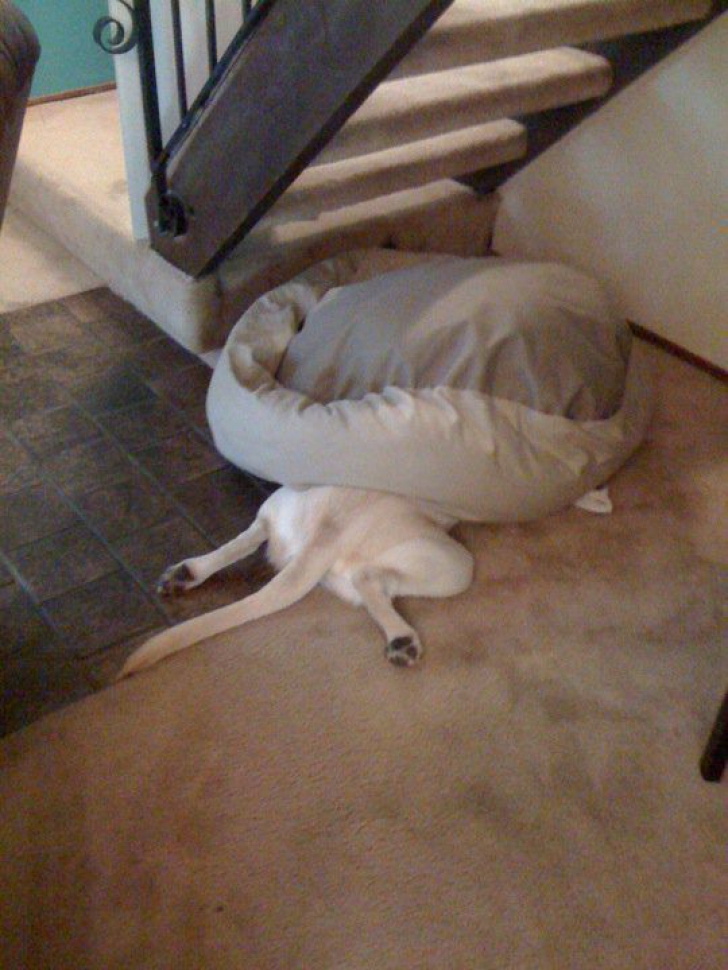 Habar nu au cum să folosească patul special pentru ei. 10 câini care-și sfidează stăpânii