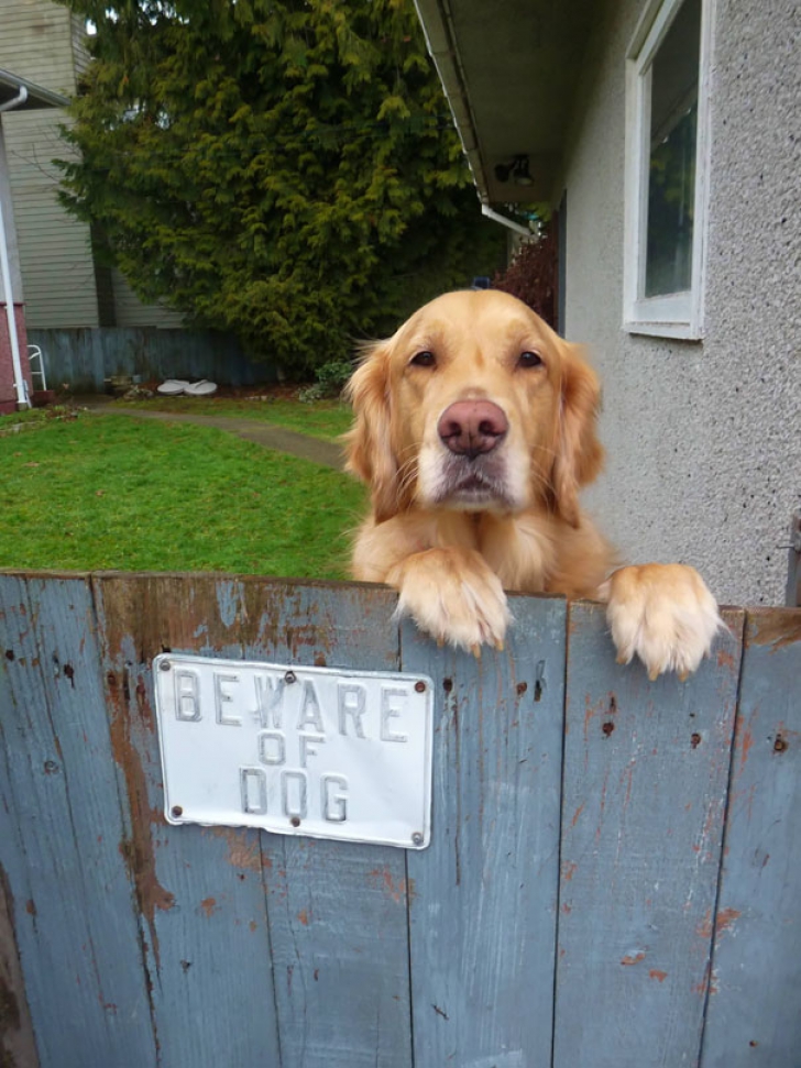 15 cei mai drăguți căței din spatele gardurilor pe care scrie ”Atenție, câine rău”