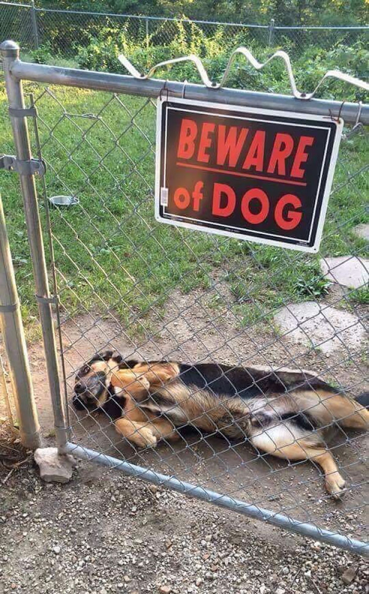 15 cei mai drăguți căței din spatele gardurilor pe care scrie ”Atenție, câine rău”
