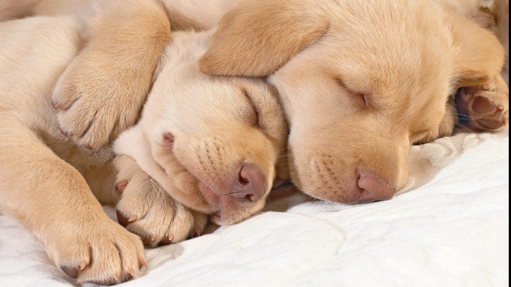 Oamenii de știință au aflat ce visează câinii când dorm. Te va impresiona