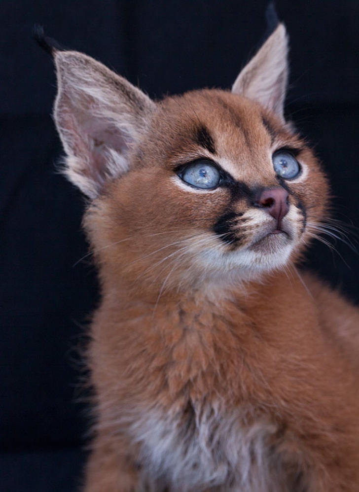 Imaginile care îţi vor face ziua mai frumoasă! Iată cei mai frumoşi pui de pisică de pe planetă 