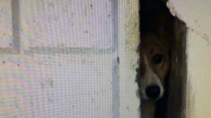 I se spune "Supravieţuitorul". Câine eliberat după ce a stat prins între pereţii unei clădiri 3 ani!